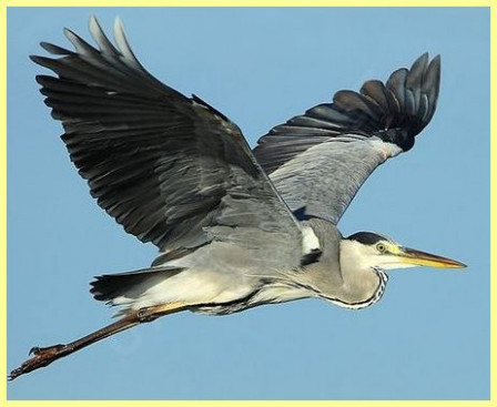 Héron cendré - Ardea cinerea - Grey Heron