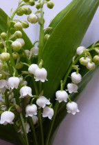 Muguet1.jpg