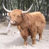 Vache_Highland.jpg